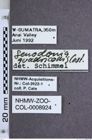 Etiketten zu Senodonia quadricollis (NHMW-ZOO-COL-0008924)